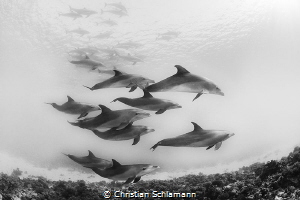 Dolphins in the red Sea. Great Moment! by Christian Schlamann 